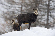 Chamois (Rupicapra rupicapra) with young in snow, Gran Paradiso National Park, Italy, November 2008