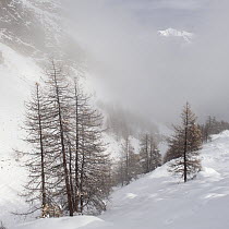 Alpine landcape with European Larch (Larix decidua) and fog and snow, Gran Paradiso National Park, Italy, November 2008