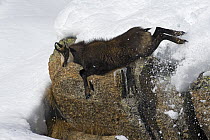 Chamois (Rupicapra rupicapra) jumping down from rock in deep snow, Gran Paradiso National Park, Italy, November 2008. WWE OUTDOOR EXHIBITION.
