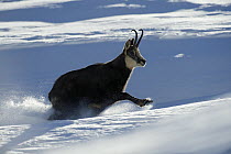 Chamois (Rupicapra rupicapra), running through deep snow, Gran Paradiso National Park, Italy, November 2008