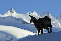 Chamois (Rupicapra rupicapra) silhouetted in alpine landscape in snow, Gran Paradiso National Park, Italy, November 2008