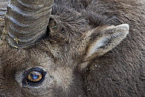 Alpine ibex (Capra ibex ibex) close-up of face, Gran Paradiso National Park, Italy, November 2008   WWE BOOK.