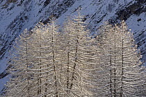 European Larch (Larix decidua) trees covered in snow, Gran Paradiso National Park, Italy, November 2008
