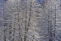 European Larch (Larix decidua) trees covered in snow, Gran Paradiso National Park, Italy, November 2008