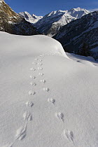 Tracks of mouse in snow in alpine landscape, Gran Paradiso National Park, Italy, November 2008