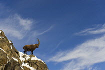 Alpine ibex (Capra ibex ibex) standing on cliff top in snow, Gran Paradiso National Park, Italy, November 2008