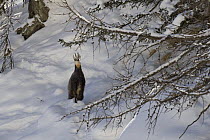 Chamois (Rupicapra rupicapra) reaching up to feed on spruce, Gran Paradiso National Park, Italy, November 2008