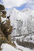 Alpine ibex (Capra ibex ibex) part way up rock face, Gran Paradiso National Park, Italy, November 2008