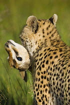 Cheetah {Acinonyx jubatus} carrying Thomson's gazelle prey, Masai Mara Triangle, Kenya