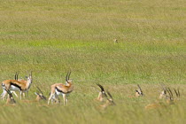 Cheetah {Acinonyx jubatus} adult female watching herd of Thomson's gazelle, hidden in long grass, Masai Mara Conservancy, Kenya