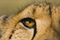 Cheetah {Acinonyx jubatus} close up of eye, Cheetah Conservation Fund, Namibia, Captive