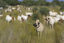 Herd of goats protected from cheetah attack by goat herder with Anatolian Shepherd Dogs, Cheetah Conservation Fund, Namibia
