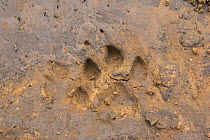 Cheetah {Acinonyx jubatus} pawprint, Cheetah Conservation Fund, Namibia