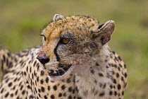 Cheetah {Acinonyx jubatus} adult female afflicted with skin mange, Maasai Mara Reserve, Kenya