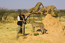 Dr. Laurie Marker with three orphan Cheetah cubs (rescued from a trap on a livestock farm) Cheetah Conservation Fund, Namibia, captive