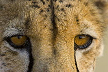 Cheetah {Acinonyx jubatus} close up of eyes, Namibia, Captive