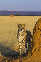 Cheetah {Acinonyx jubatus} beside termite mound, Namibia, Captive