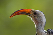 Red-billed hornbill {Tockus erythrorhynchus} Sarara Camp, Namunyak Conservancy, Northern Rangelands, Kenya