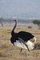 Ostrich {Struthio camelus} male showing breeding display, Lewa Conservancy, Kenya