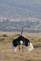 Ostrich {Struthio camelus} male showing breeding display, Lewa Conservancy, Kenya