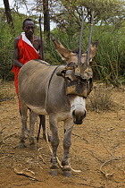 Maasai hunter with donkey disguised in Oryx mask, Laikipiac Maasai Village in Il Ngwesi Group Ranch Area, Northern Kenya *No model release available - for editorial use only