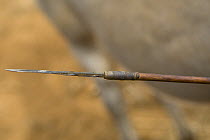 Close up of point of Maasai arrow, Laikipiac Maasai Village in Il Ngwesi Group Ranch Area, Northern Kenya