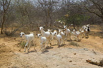 Herd of goats running to reach a water trough provided by the Namunyak water project, Namunyak Conservancy, Northern Rangelands Trust, Kenya