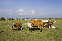 Herd of Zebu cattle {Bos indicus} at Ol Pejata Conservancy, Northern Kenya