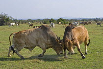Zebu cattle {Bos indicus} bulls fighting, at Ol Pejata Conservancy, Northern Kenya