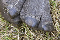 Close up of foot of Black rhinoceros {Diceros bicornis} Lewa Conservancy, Kenya