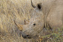White rhinoceros {Ceratotherium simum} Lewa Conservancy, Kenya