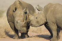 White rhinoceros {Ceratotherium simum} pair, Lewa Conservancy, Kenya