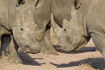 Two White rhinoceros {Ceratotherium simum} facing each other, Lewa Conservancy, Kenya