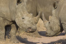 Two White rhinoceros {Ceratotherium simum} facing each other, Lewa Conservancy, Kenya