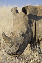 White rhinoceros {Ceratotherium simum} Lewa Conservancy, Kenya