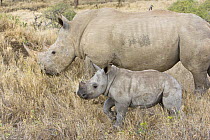 White rhinoceros {Ceratotherium simum} female with calf, Lewa Conservancy, Kenya