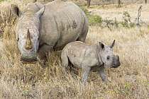 White rhinoceros {Ceratotherium simum} female with calf, Lewa Conservancy, Kenya