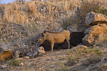 Warthog {Phacochoerus aethiopicus} Lewa Conservancy, Kenya