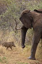 Warthog {Phacochoerus aethiopicus} being chased by African elephant {Loxodonta africanus} Lewa Conservancy, Kenya