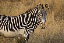 Grevy's zebra {Equus grevyi} Lewa Wildlife Conservancy, Kenya