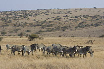 Herd of Grevy's zebra {Equus grevyi} Lewa Wildlife Conservancy, Kenya