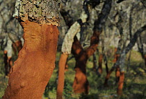 Cork oak tree (Querus suber) trunks with bark harvested, Aggius, Sardinia, Italy, June 2008