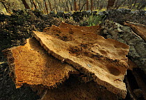Bark harvested from Cork oak trees (Quercus suber) Aggius, Sardinia, Italy, June 2008