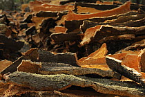 A pile of bark harvested from Cork oak trees (Quercus suber) drying, Aggius, Sardinia, Italy, June 2008