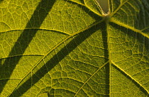 Underside of a white Grape (Vitis vinifera) leaf, Aggius, Sardinia, Italy, June 2008