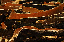 Bark harvested from Cork oak trees (Quercus suber) drying, Aggius, Sardinia, Italy, June 2008