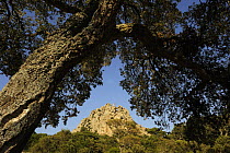 Cork oak tree (Quercus suber) Aggius, Sardinia, Italy, June 2008