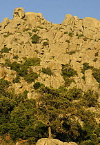 Cork oak trees (Quercus suber) in rocky landscape, Aggius, Sardinia, Italy, June 2008