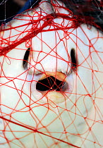 RF- Stingray (Dasyatis pastinaca) caught in fishing net, Sardinia, Italy. (This image may be licensed either as rights managed or royalty free.)