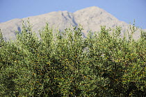 Olive tree (Olea europea) in front of the Gennargentu range, Sardinia, Italy, July 2008
